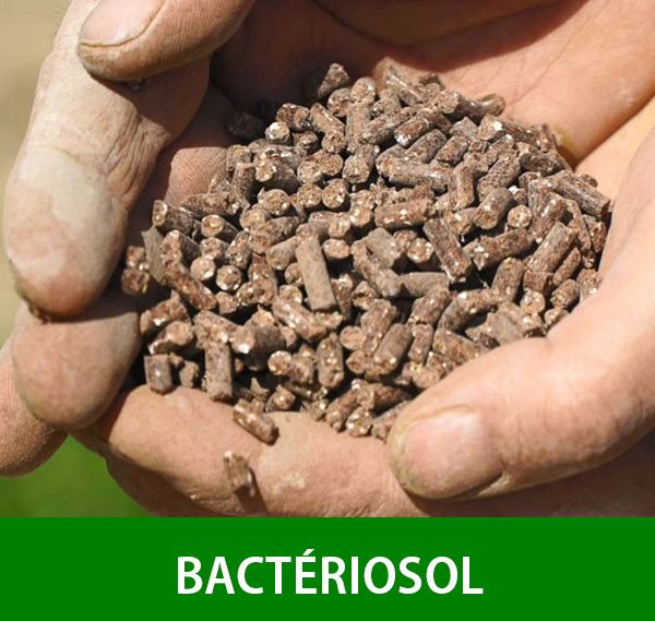 Bacteriosol granules held in a hand
