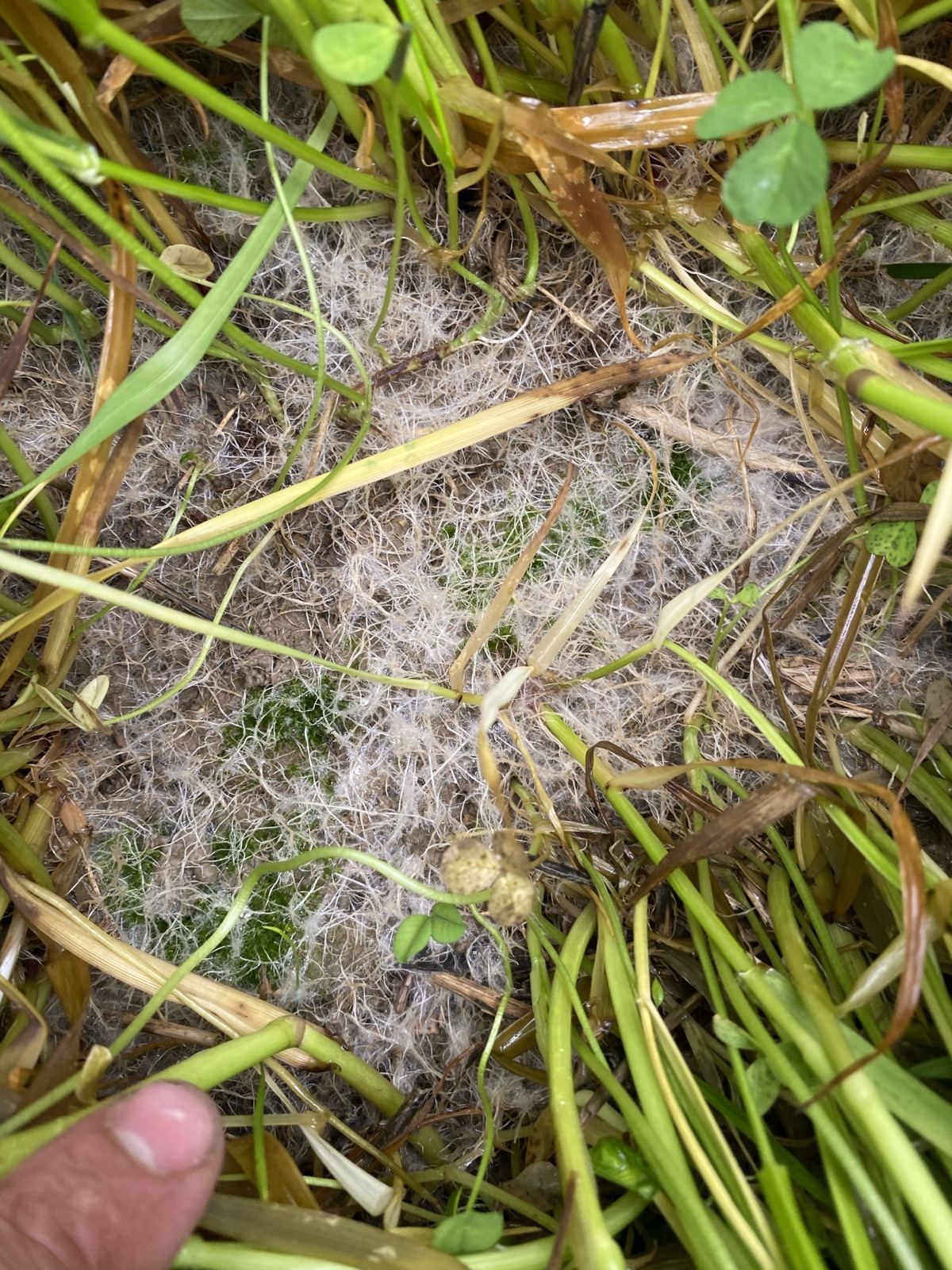 Fungal threads through the base of a sward, with the soil beneath